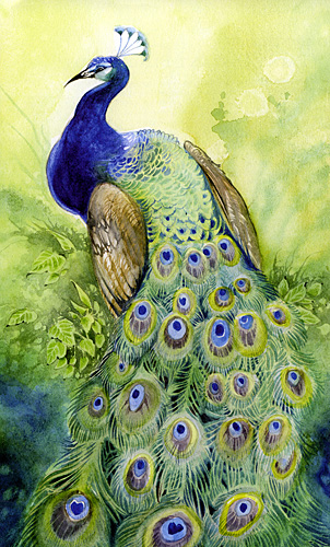 Peacock